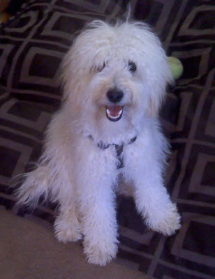 Mini Labradoodle Breeding quality.<br />
Happy Prancing Dalton