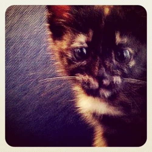 Cik Leha the kitty. I found her in a box & took her home to foster. She was adopted on CNY eve & I miss her terribly.
