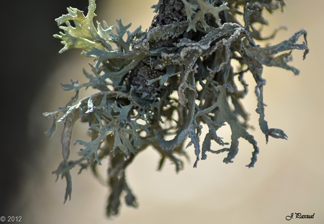 DSC_0330 DSC_0330