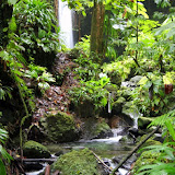 Lush, Tropical Rainforest - Roseau, Dominica