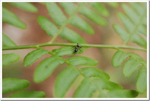 FERN MACRO ANT (5)