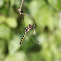 Unknown Dragonfly