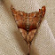 Dark-Spotted Palthis