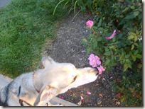 smelling_the_roses_S6004838