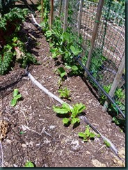 Garden Folly VI, beets, beans, peas 5-14 002