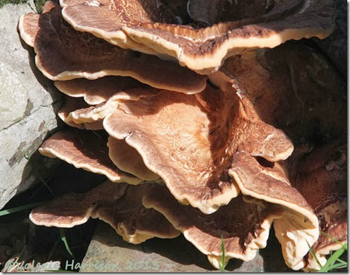 19-fungi
