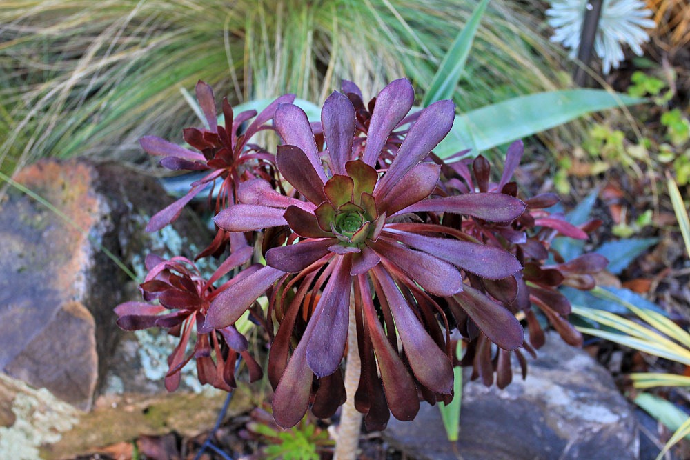[130126_Aeoniums-in-backyard_06%255B6%255D.jpg]