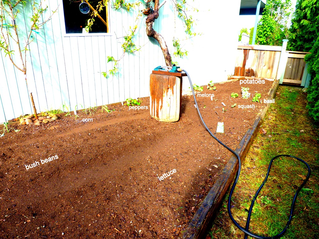[All%2520planted%2520008.jpg]