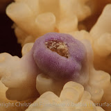 Red Sea Workshop - Super Macro