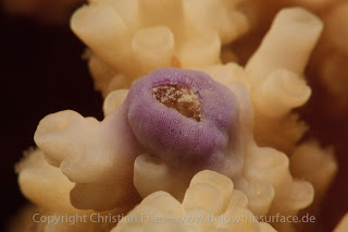 Red Sea Workshop - Super Macro Red Sea Workshop - Super Macro
