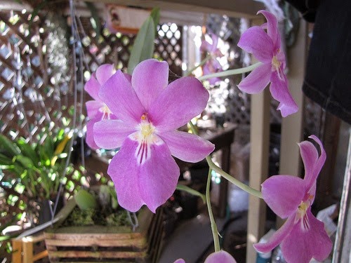 [OR%2520Miltoniopsis%2520bismarkii%2520var.%2520josefina%255B4%255D.jpg]