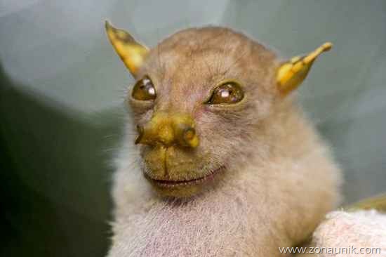 [tubenosedbat%255B2%255D.jpg]