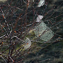 Spider webs