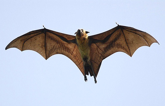 [IndianFlyingFox3.jpg]