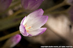 autumn crocus, taken at Van Dusen Botanical Gardens, 16 September 2012