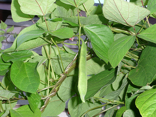 Runner beans