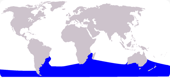 balena franca areale