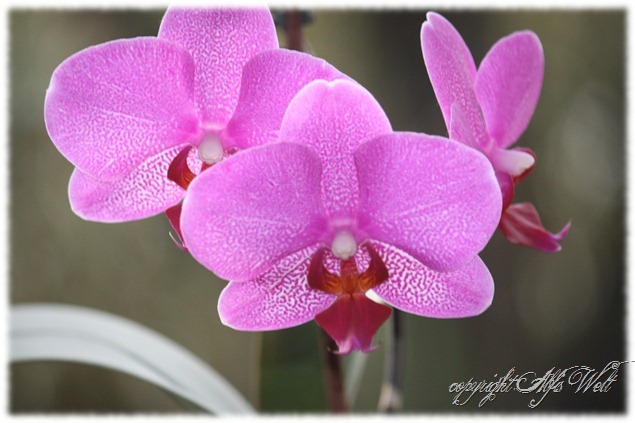 orchidee