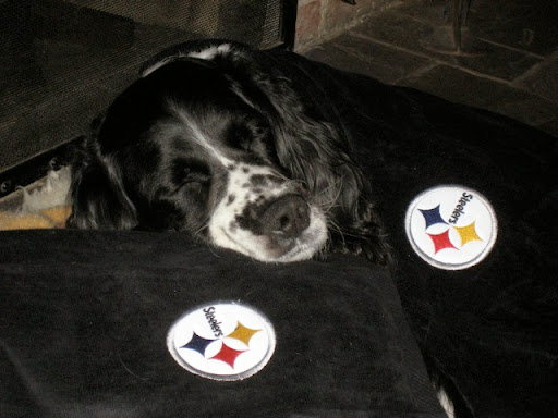 Jack was very loyal to the family favorite football team, the Pittsburgh Steelers and had his own Steeler blanket for naps. Jack was very loyal to the family favorite football team, the Pittsburgh Steelers and had his own Steeler blanket for naps.
