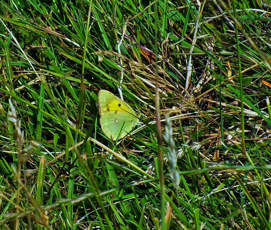 [clouded%2520yellow%2520Rhossili%2520August%25202014%255B3%255D.jpg]