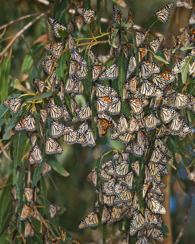 هجرة الفراشات الملكة Monarch-migration-202