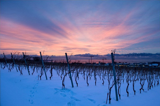 The sun rises over the Swiss and French Alps, seen from a snow-covered vineyard next to Lake Geneva, in February 2012. BBC