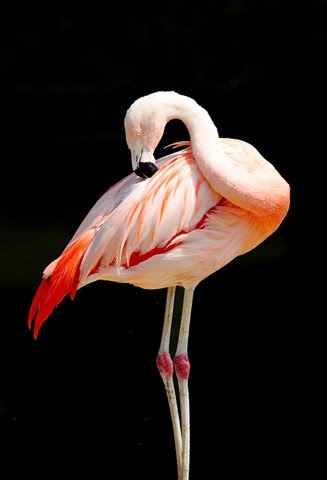 [Chilean_Flamingo_2128%255B3%255D.jpg]