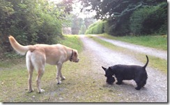 dogs dogs