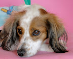 BONITA
ADOPTADA