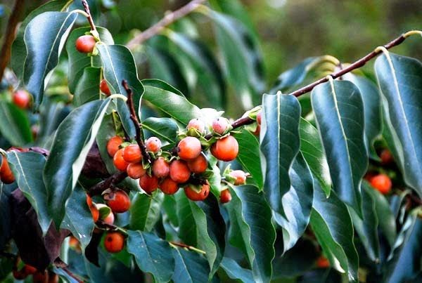 [Diospyros-glaucifolia3.jpg]