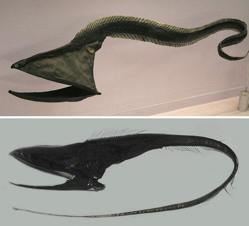 Strange Sea Creatures