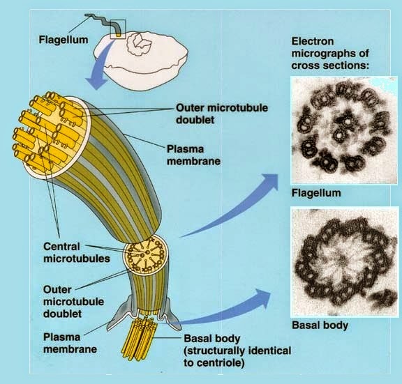 Eukaryotic flagella
