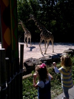 [giraffes%255B3%255D.jpg]