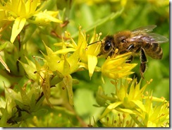 včely na květech 013