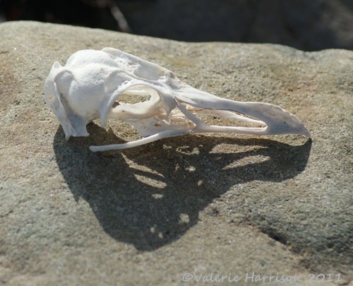 [19-gull-skull%255B2%255D.jpg]