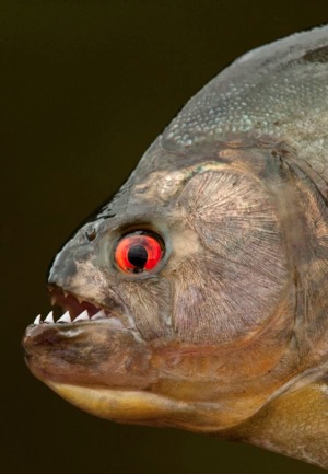 Black Piranha.jpg