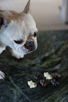 All right, little dogs - bark to me!