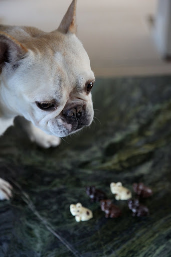 All right, little dogs - bark to me!