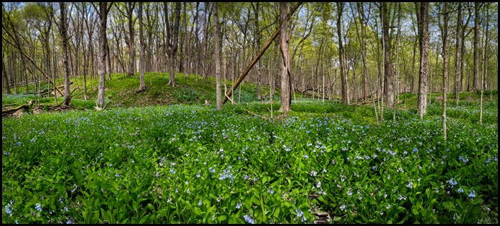 Messenger Woods Pano-Edit-Edit