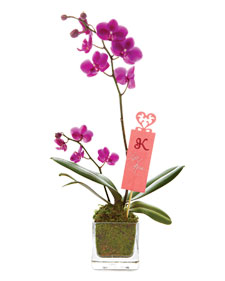 From michaels.com -- a beautiful gift for Valentine's Day.