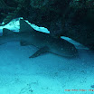 Nurse Shark.JPG