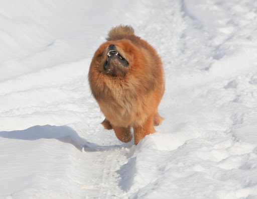 You may have guessed that I have an excellent lineage.  My grandfather was the great Paw Paw Kubliah Kahn chow chow.