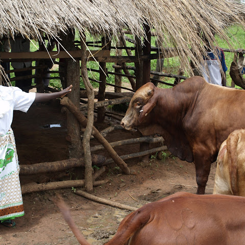 Many rural Zambians keep livestock such as cows.
