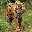 tiger (5).jpg
