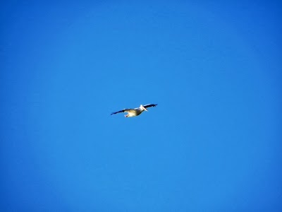 A white pelican getting ready for landing IMAGE_539.jpg