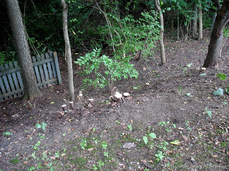 defoliated hill