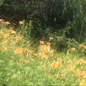 Tiger Lily