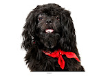 Domino...
waiting to be adopted at The Humane Society of New York. 
See link at end of blog post for more details.
Photo by Richard Phibbs.