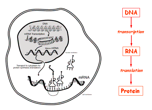 central dogma