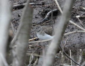 An elusive Solitary Sandpiper on the mud in the bog